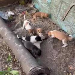 Einfach so am Strand..naja, gibt auch sehr viele Straßenhunde in Indien