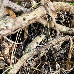 Indische Schönechse