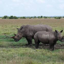 Südliches Breitmaulnashorn