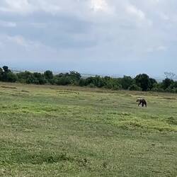 Jugendliche Hyänen üben sich im Jagen, die Zebras lassen sich recht wenig davon beeindrucken