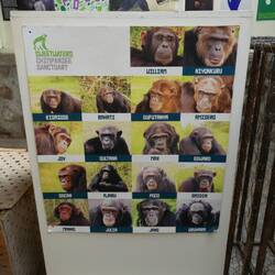 Man sieht hier sehr schön, wie unterschiedlich alle Schimpansen sind