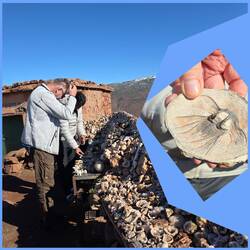 marokkanische Trilobite - jedoch meistens gefälscht