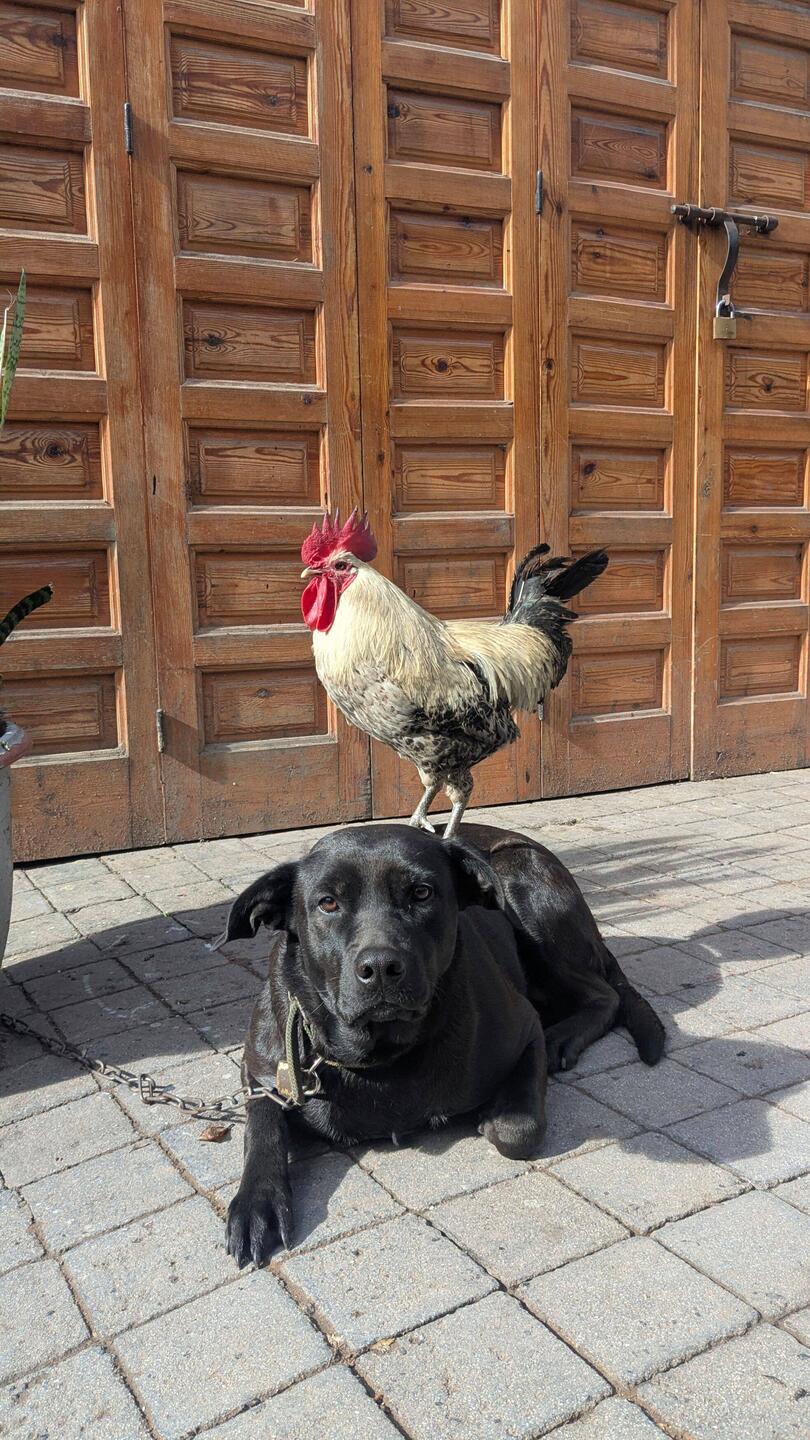 Local Hund und Hahn