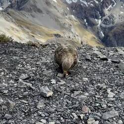 Op de eerste top! Begroet door een knabbelende Kea