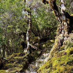 Eerst door de bossies, toegang betalen bij Gandalf