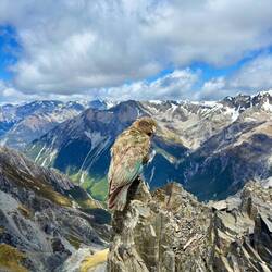 De Kea! Even poseren, wilde er waarschijnlijk eten voor terug hebben