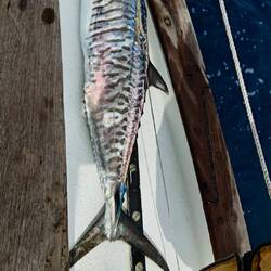 Spanische Makrele 🐟