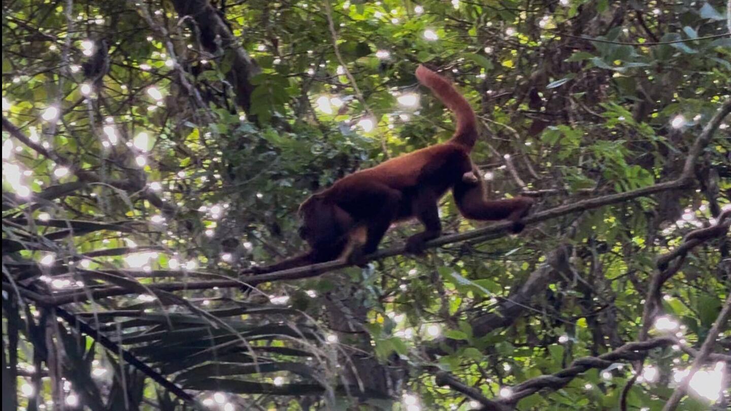 Brüllaffe. Für das Geschrei, das sie hervorbringen, erstaunlich zierlich