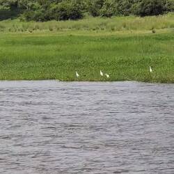 Die Hippos gehen zurück ins Wasser