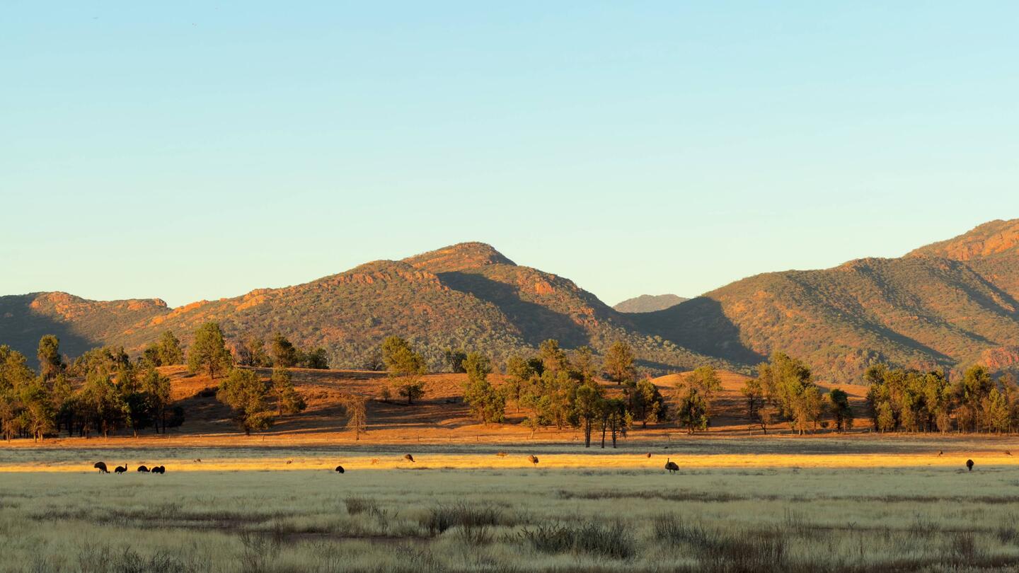 Es waren 18 Emus auf einmal😍