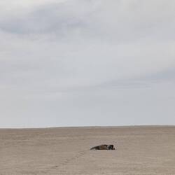 A professional photographer...