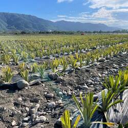 Ananas neu angepflanzt