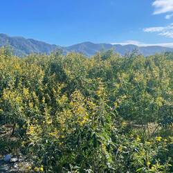 Straucherbse ( Cajanus cajan ) kannte Ich auch noch nicht