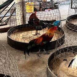 Hier werden Kampfhähne gehalten