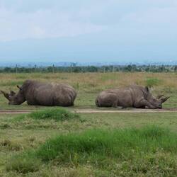 Links südliches, rechts nördliches Breitmaulnashorn