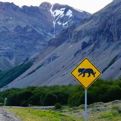 Hier gibt's große Miezekatzen!