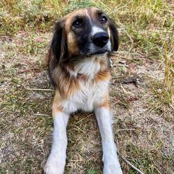 Unser persönlicher Wachhund... Die netteste, überschwänglichste Begrüßung am Morgen