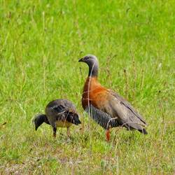 Gänsefamilie am See