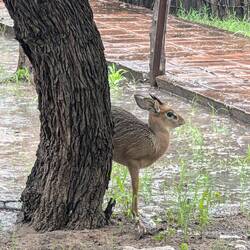 Ein Dik dik sucht Schutz vor dem Regen
