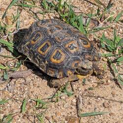Seltene Schildkröte