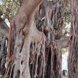 Sieht aus, als ob Salvatore Dali es entworfen hat