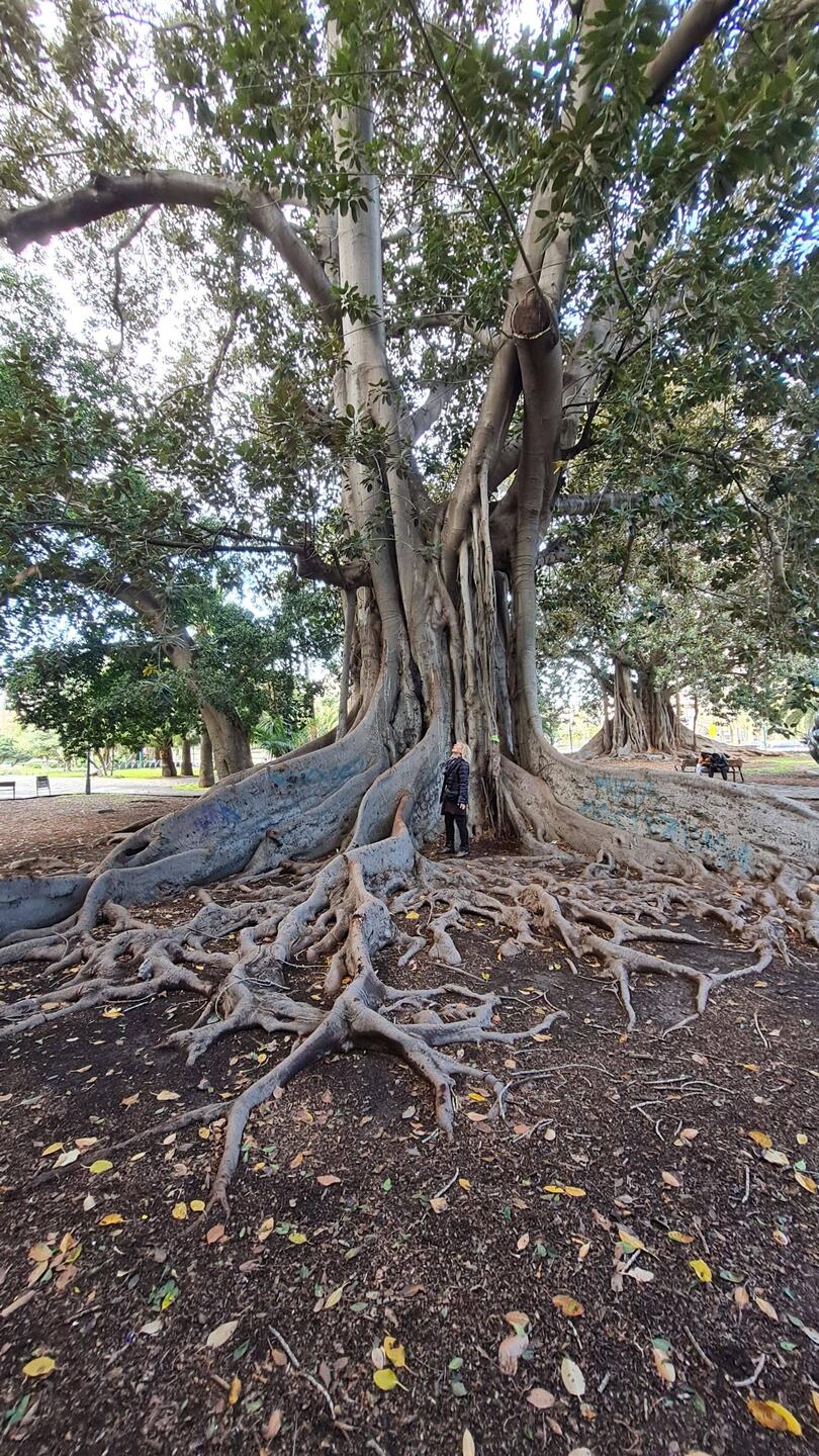 Interessante Bäume, Moni zum Größenvergleich