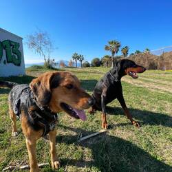 ..er🐶und Lesley hatten richtig Spaß🐾und sein Frauchen hat uns inspiriert den Standort zu wechseln✨🚐