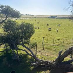 Blick von unserer Terrasse 🐑🐑