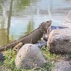 ... mitten in der Stadt 🦖