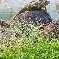 Wildlife in Veracruz ...