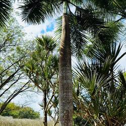 Ergebnis der Palmenzucht aus Xishuangbanna
