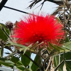 Scharlachrote Calliandra
