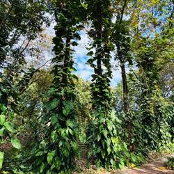 Schlingpflanzen an Palmen