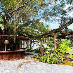 Der Baum stürzt seine ausladenden Äste selbst ab 💪