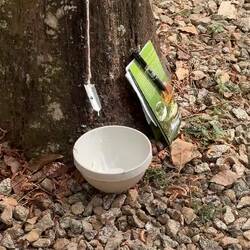 So wird Kautschuk geerntet.