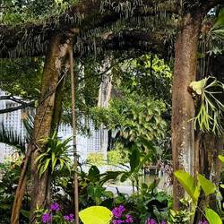 ... und bildet an den Stützen neue Wurzeln