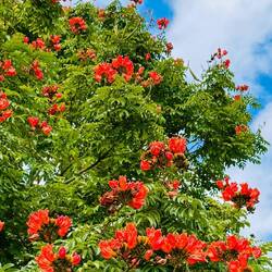 Afrikanischer Tulpenbaum