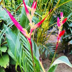 Papageienschnabel / Falsche Paradiesvogelblume