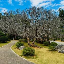 Wir nennen ihn "Geweihbaum" 😎