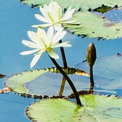 Gefährlichste Pflanze der Welt. Nur 5 Minuten darunter = Tot 🙃