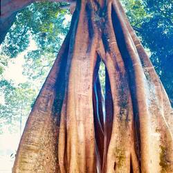 Wurzeln oder Stamm? 🤔