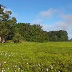 Aussichtspunkt im Sumpfgebiet (Ton beachten)