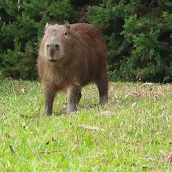 ...die Kollegen rennen frei rum und sind zutraulich
