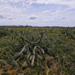 ..mein kleiner grüner Kaktus... Ein Renaturierungsgebiet mit Kakteen