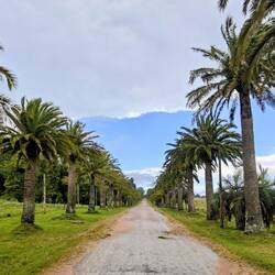 Palmenallee im Nationalpark Santa Teresa