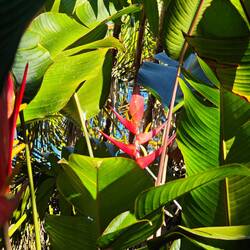Heliconia oder auch Tukan-Schnabel
