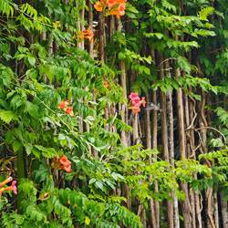 Suchbild 2 - flatternder Kolibri