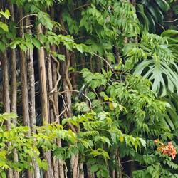 Suchbild 1 - sitzender Kolibri