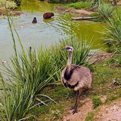 Wasserschweine baden gern. Wer hätte das gedacht...