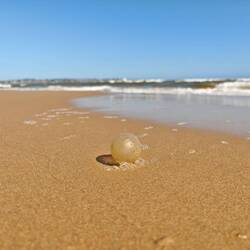 Schnecken-Ei. Die Schnecken leben im Wasser und die Eier kullern lustig am Strand rum..